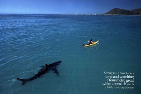 http://itipoe.files.wordpress.com/2008/10/great-white-shark-kayak.jpg?w=455&h=304